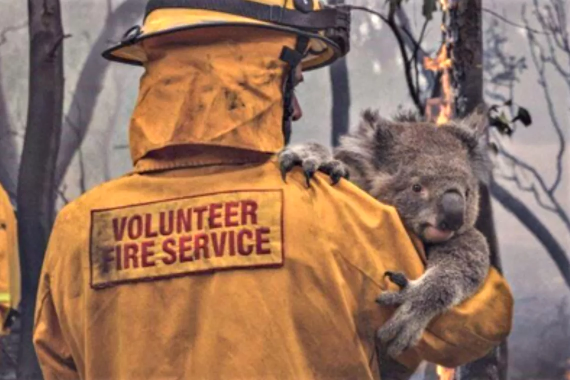 Freiwilliger Feuerwehrmann hält Koala vor brandgeschädigten Bäumen
