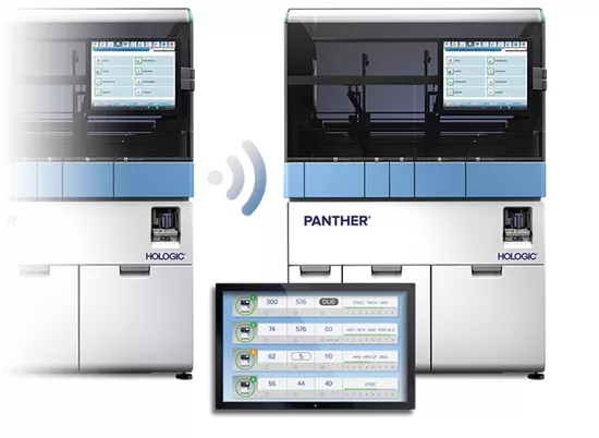 Panther Link vor weißem Hintergrund