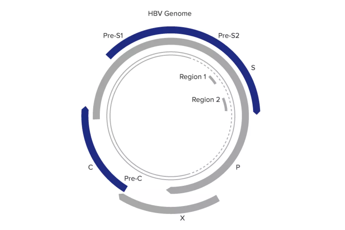 Abbildung des Aptima™ HBV Quant Assay, entwickelt für zuverlässige Ergebnisse über einen großen Dynamikbereich